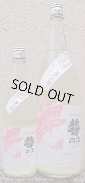 画像1: 勢正宗 Spring carp 純米吟醸 無濾過生原酒 おりがらみ 720ml or 1800ml 令和6BY (1)