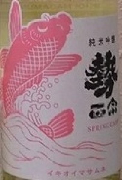 画像2: 勢正宗 Spring carp 純米吟醸 無濾過生原酒 720ml or 1800ml 令和7BY (2)