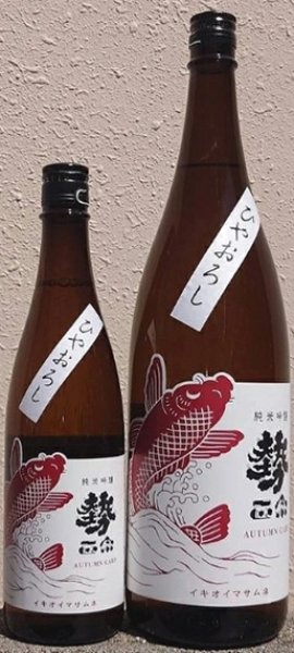 画像1: 勢正宗 Autumn carp 純米吟醸無濾過火入れ ひやおろし 720ml or 1800ml 令和7BY (1)